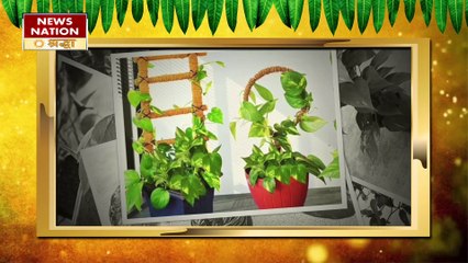 घर में बरकत के लिए मनीप्लांट लगाने जा रहे हैं तो हो जाएं सतर्क, ये गलतियां कहीं बढ़ा न दें जेप का बोझ