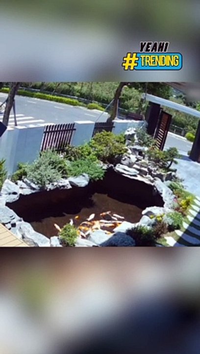 Nhờ vợ chăm sóc đàn cá koi ai ngờ suýt thành cá koi một nắng