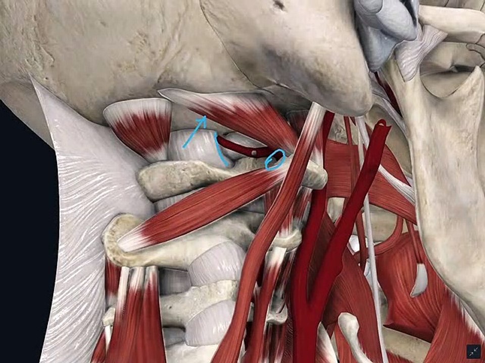 Suboccipital Triangle_part 2
