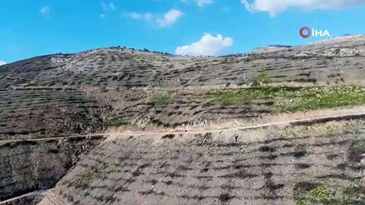 Tabiat ana geri döndü! Geçen yıl kül olan Muğla küllerinden yeniden doğuyor!