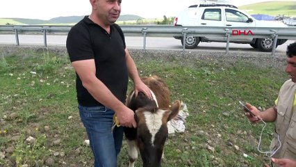 Kurbanlık taşıyan TIR’dan karayoluna düve düştü