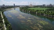 (DRONE) Seyhan Nehri'nde yosun birikintileri oluştu