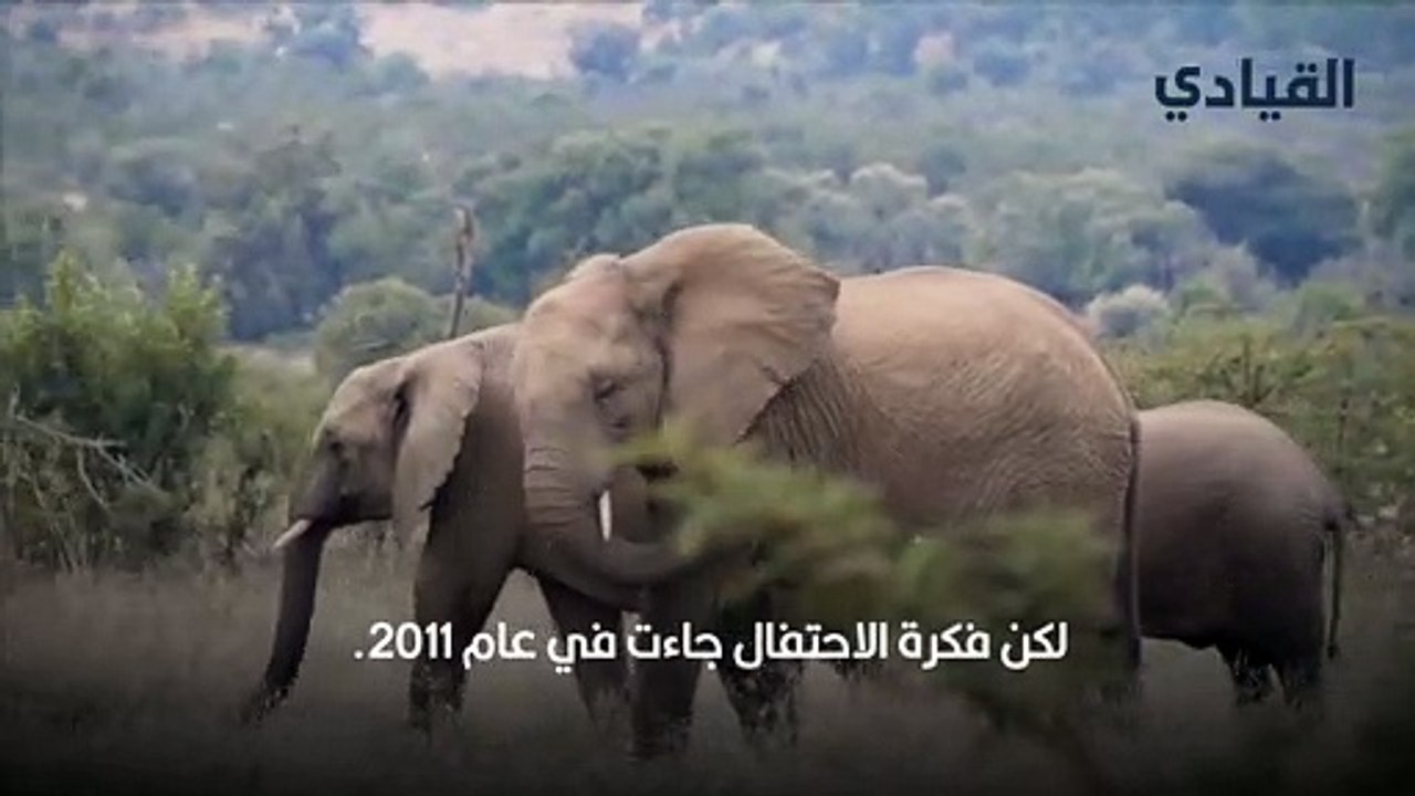 يوم الفيل العالمي
