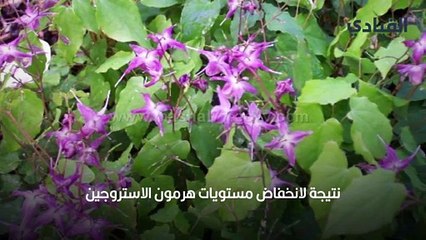 عشبة الفياجرا