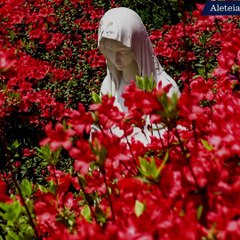 La Vierge Marie et la Rose Mystique