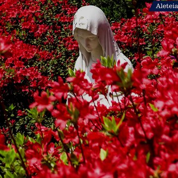 La Vierge Marie et la Rose Mystique