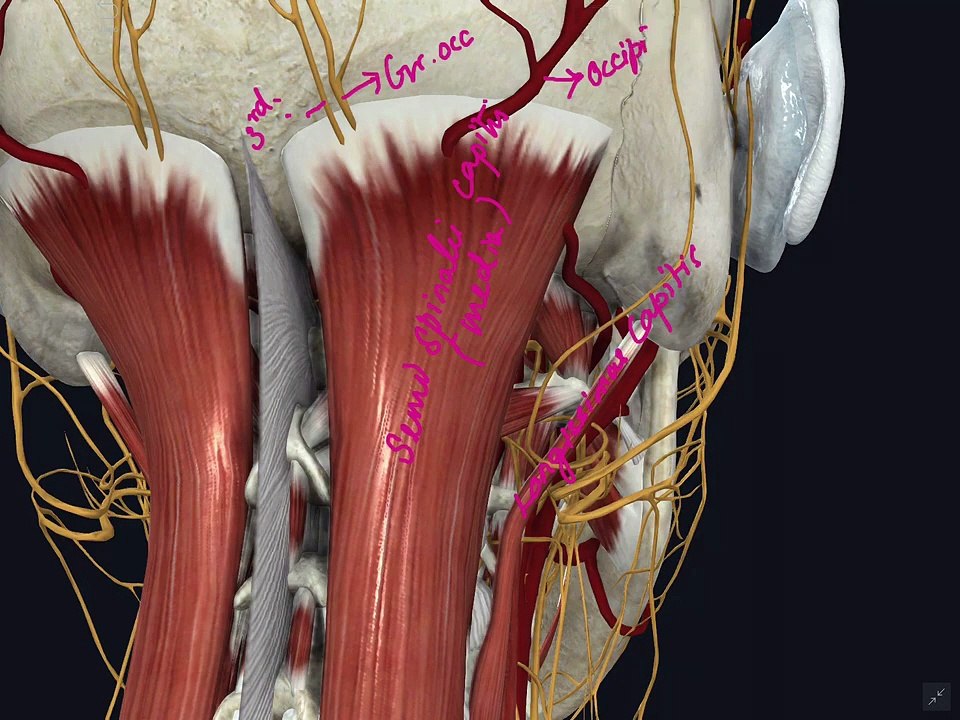 Suboccipital Triangle_part 1