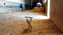 El espectáculo en vídeo de seis cachorros de lince nacidos en un pajar