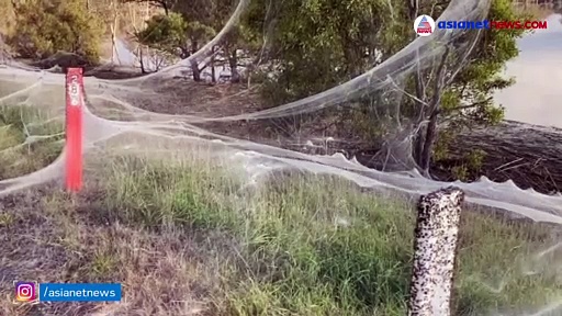 പ്രളയത്തിന് പിന്നാലെ നടുക്കി ഭീമന്‍ ചിലന്തിവല; റോഡിലും ട്രാഫിക് സിഗ്നലിലും ഭീതിയുണര്‍ത്തുന്ന കാഴ്ച