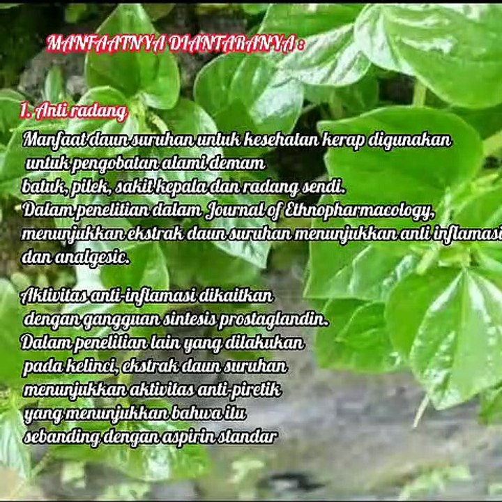 Manfaat Daun Suruhan, Sirih Cina, Ketumpangan Air Bagi Kesehatan