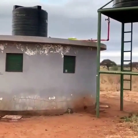 ശൗചാലയത്തില്‍ നിന്ന് പുറത്തേക്കിറങ്ങി വന്നത് സിംഹം; അമ്പരന്ന് സഞ്ചാരികള്‍, വീഡിയോ വൈറല്‍