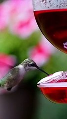 Scott Keller Makes Six Figures by Birding