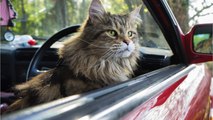 47 chats retrouvés entassés dans une voiture sur une aire de repos en plein soleil