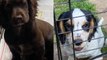Stolen Spaniel puppies reunited with owners