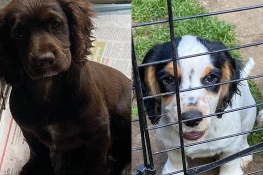 Stolen Spaniel puppies reunited with owners