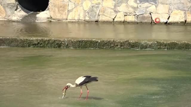 Yeşilırmak'ta belgesel tadında görüntüler