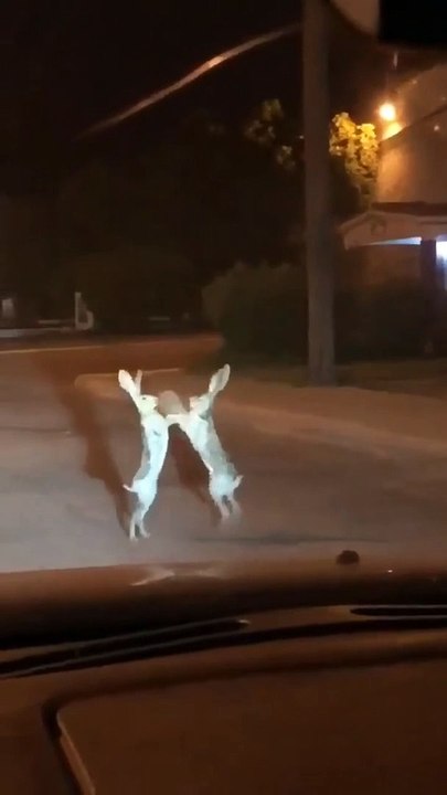Funny Rabbits
