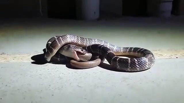 ചേരയെ അപ്പാടെ വിഴുങ്ങി ശംഖുവരയന്‍, വീഡിയോ കണ്ട് അമ്പരന്ന് സൈബര്‍ലോകം: വൈറലായ വീഡിയോ