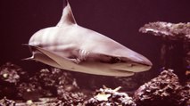 'Sharks de Brian Skerry', la exposición inmersiva que desmitifica al tiburón