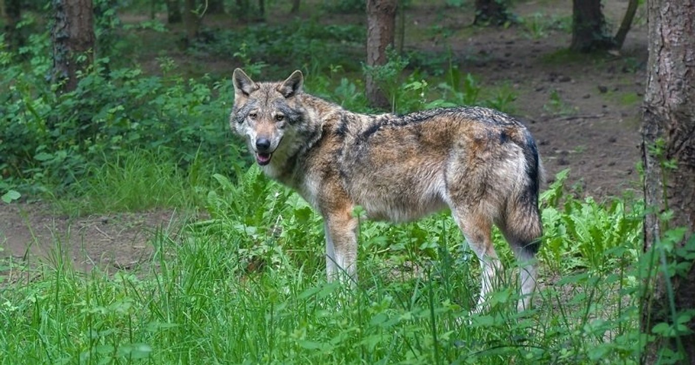 Cette année, la population de loups gris en France est estimée à 921 individus, un chiffre en augmentation depuis 10 ans