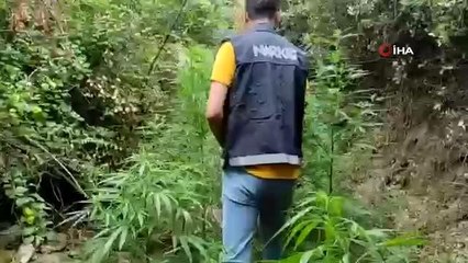 Uyuşturucu tacirinin tarlasına polis baskını
