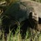 Les secrets de la longévité des tortues, lézards et amphibiens carré