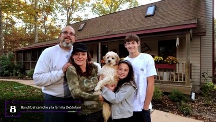 10 Perros Que se Sacrificaron por sus Dueños