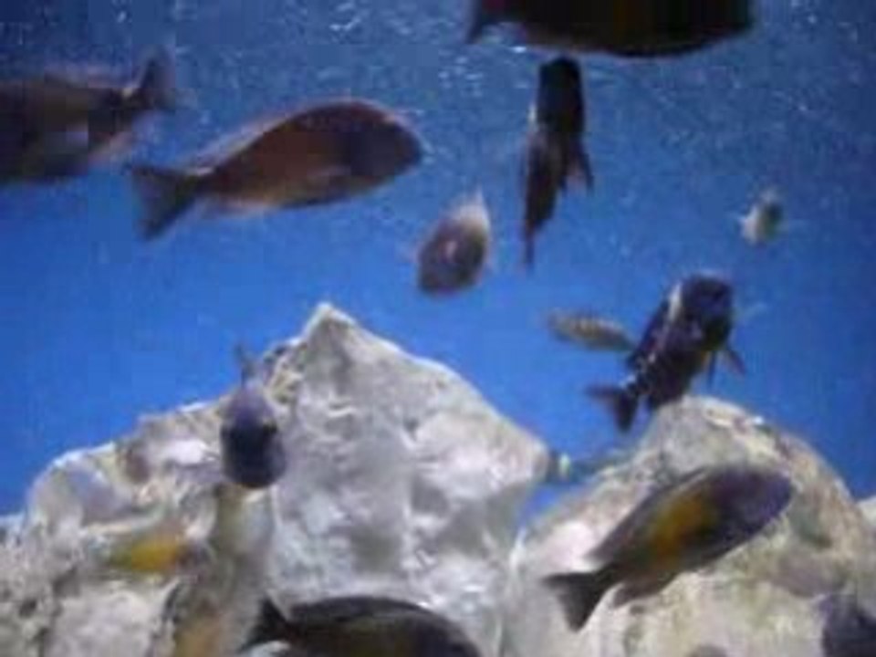 Wild Tropheus moorii "Kasakalawe" and F1 Tropheus duboisi