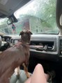 Dog Goes After Windshield Wipers
