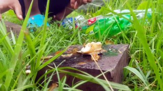 Amazing Fishing Video  Smart Village Boy Catching Big Fish In Pond Using Plastic Bottle Trap