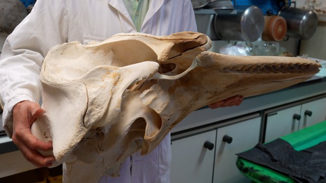 «C’est d’un intérêt scientifique majeur» : dans le labo du Muséum d’histoire naturelle qui prépare l’orque de la Seine
