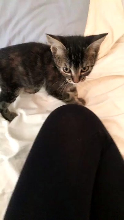 Tiny Kitten Sneezes