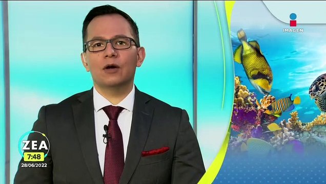 Contaminación de los océanos, ¿qué pasaría si no tomamos acciones?