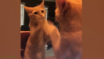 Funniest Cat Videos on the Planet  - Best Funny Animal Videos 2022 - Life Funny Pets