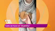 Gatito no reacciona, su dueño creía estaba muerto; sólo estaba dormido