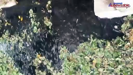 Mass fish kill in Ulsoor Lake, is this the 'seafood' you're eating at Bengaluru hotels?