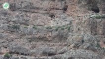 GÜMÜŞHANE - Sarp kayalıklarda yaban keçisi yavruları görüntülendi