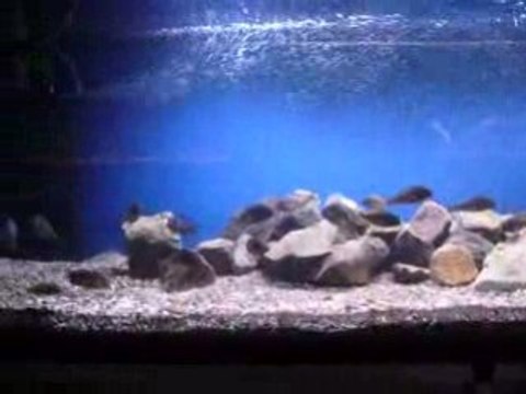 Tropheus sp Kabimba Canary cheek