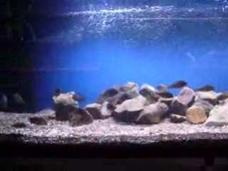 Tropheus sp "Kabimba" Canary cheek