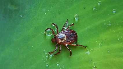 Rutgers University science program asks state residents for ticks