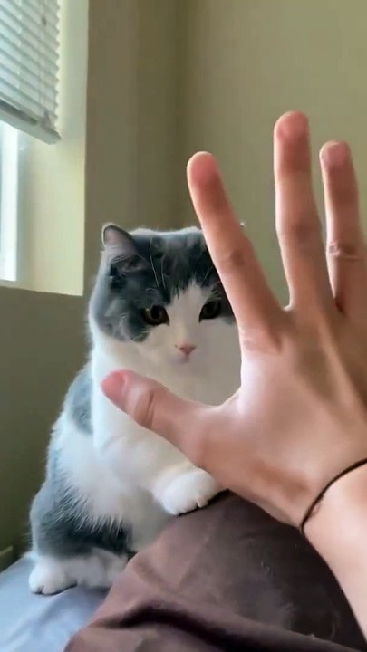 Funny_cat__Cute_cat