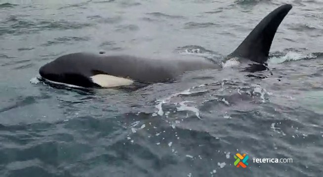 tn7- Avistamientos de ballenas orcas en playa Sámara-280622