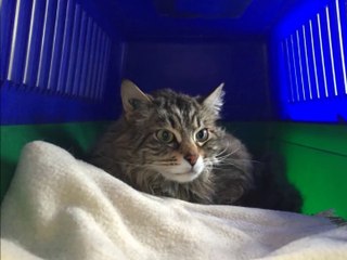 MARCO Refuge Association du Chat Libre