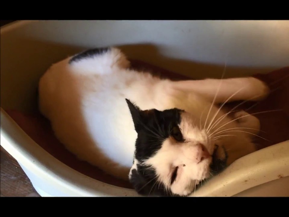 Simba refuge La Destrousse Association du chat libre