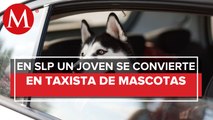 Tras perder su empleo, se convierte en taxista de mascotas