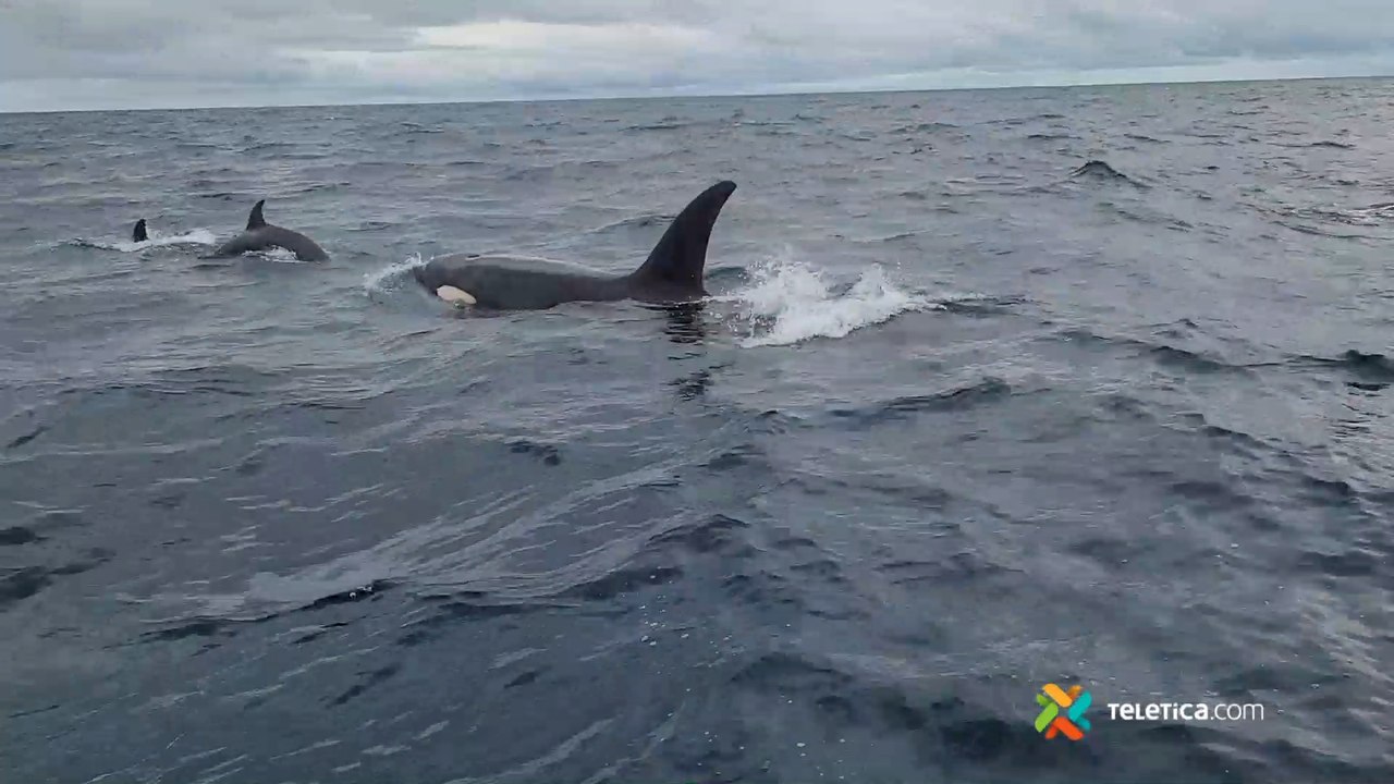 qbt-ballenas-orcas-280622