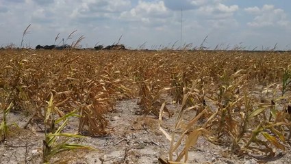 Drought leads to devastating conditions for farmers in Texas