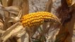 Farmers losing more crops with worsening drought