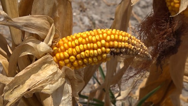 Farmers losing more crops with worsening drought
