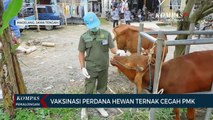 Vaksinasi Perdana Hewan Ternak Cegah PMK